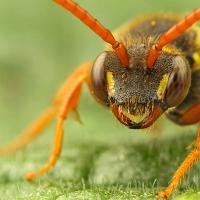 Nomada Bee 2 